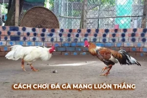 Bí Kíp Vàng Cách Chơi Đá Gà Sabong Tại Bon68 Thắng Lớn Mỗi Ngày
