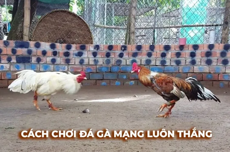 Bí Kíp Vàng Cách Chơi Đá Gà Sabong Tại Bon68 Thắng Lớn Mỗi Ngày
