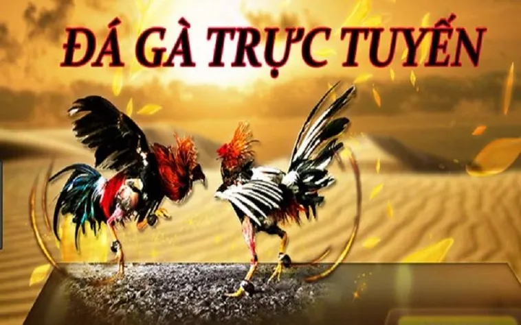 Trải Nghiệm Sảnh Cược Đá Gà Bon68 Đỉnh Cao Thu Lời Tiền Tỷ